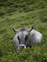 This cow I have found near the hiking trail to the Chrüz in Graubünden This cow I have found near the hiking trail to the Chrüz in Graubünden