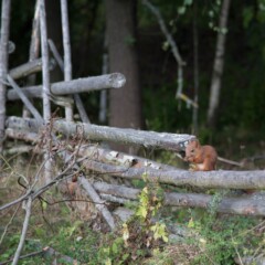 This picture was taken 2016 in Skansen on Djurgården Stockholm Sweden.