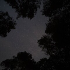 This picture was taken 2016 in a forrest in Dalsland Sweden