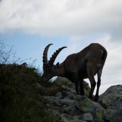 young capricorn eating near Flégère lakes, Chamonix, France