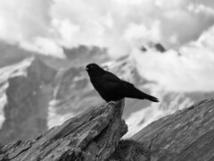 This picture was taken on Haldensteiner Calanda Graubünden Switzerland. This picture was taken on Haldensteiner Calanda Graubünden Switzerland.